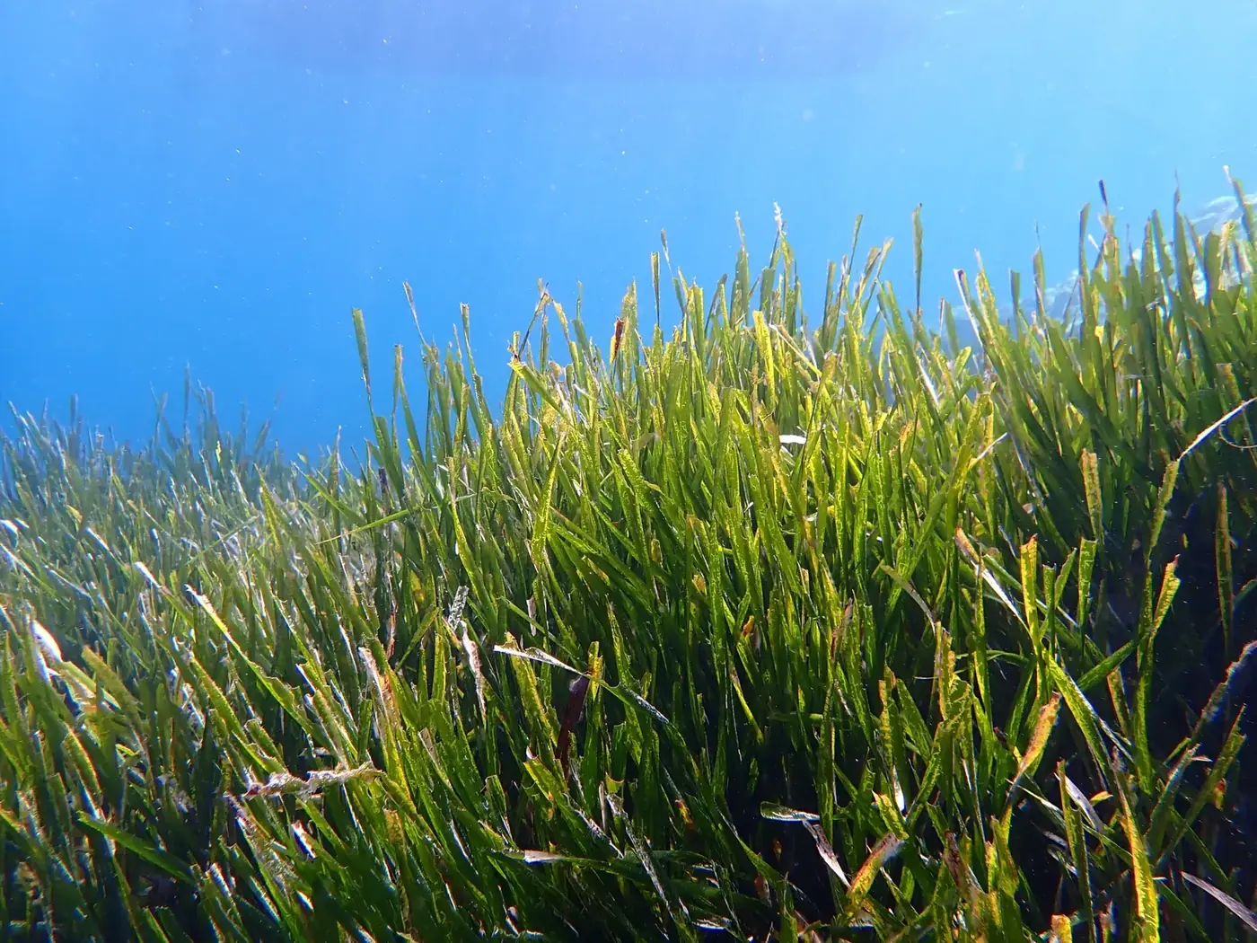 Posidonia seagrass meadow under the Mediterranean