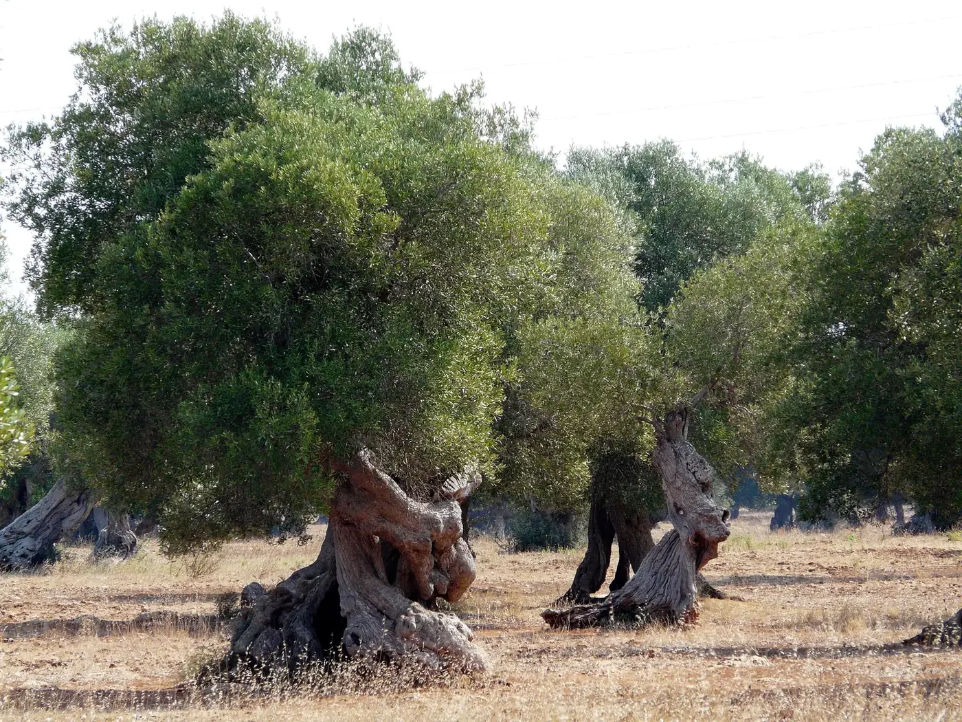 Ancient olive trees in Puglia