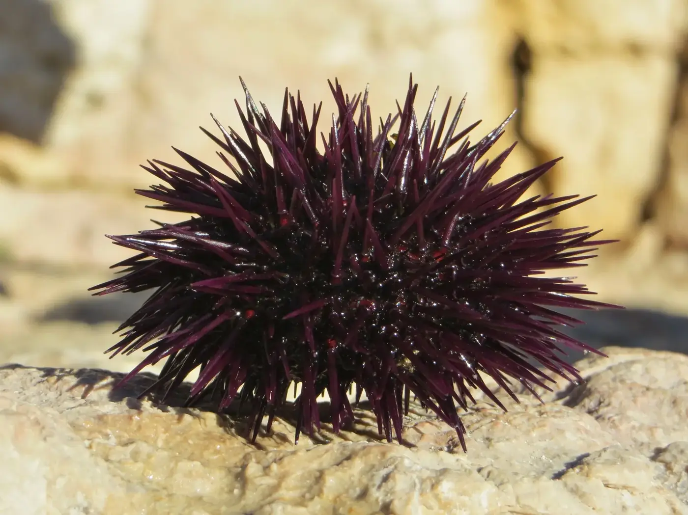 Mediterranean sea urchin, ricci di mare