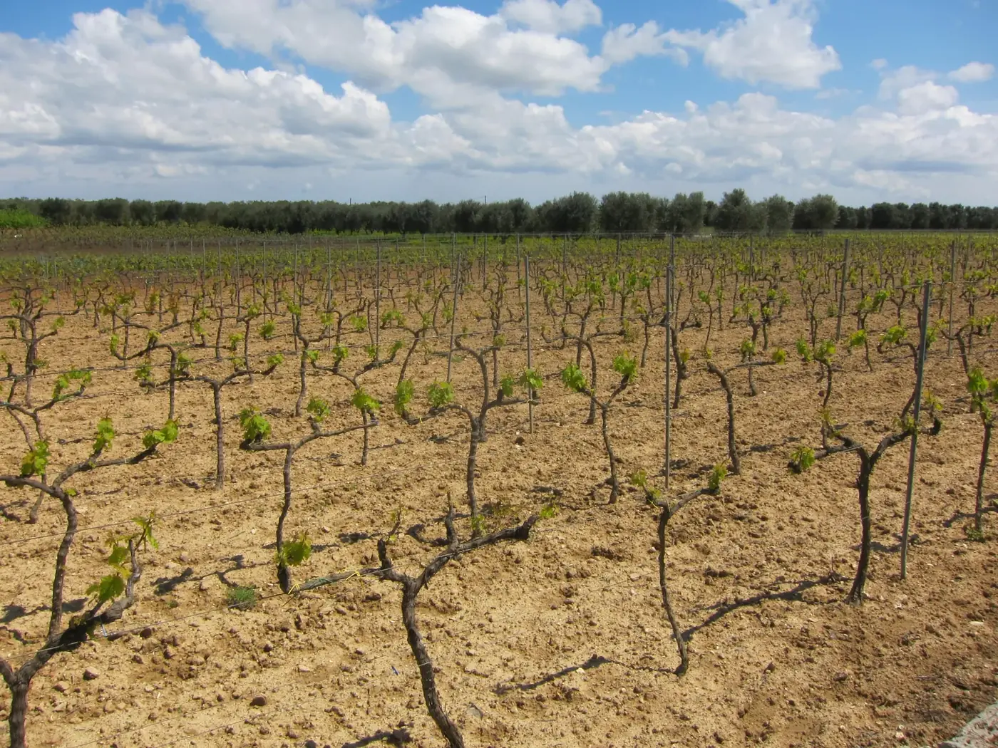 Negroamaro grapes on the vine